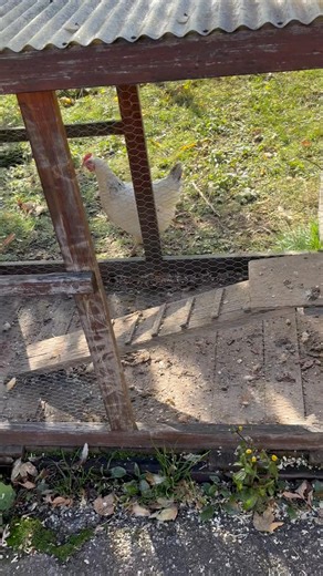 47K views · 697 reactions | LA BONNE IDEE POUR PROTÉGER SES POULES ! Jean-Claude Thovex, 87 ans, a mis en place un système pour éviter que ses deux poules ne se fassent manger par le renard. Aux Confins, à 1400 m d’altitude, à La Clusaz (Haute-Savoie-France). Image :Jean-noel Deparis | La Place du Village | Facebook