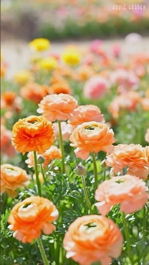 👉 “Gentle November – Mini Flower Gardens that Brighten Your Living Space Beautifully” 🌸🍃