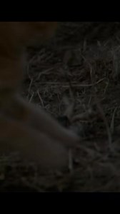 Cat trying to get away from approaching snake #cat #wildlife #snakes #rattlesnakes #reptiles #wildlife #snakes | Paul باول