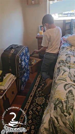 13K views · 200 reactions | Jensen catches a carpet python in logan reserve | Harrison's Gold Coast and Brisbane Snake Catcher | Facebook