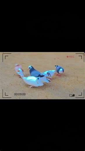 💞💁🕊️🕊️👌🫣💞🕊️🕊️