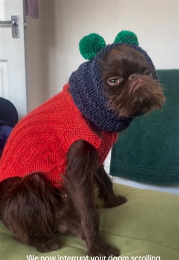Take a Breather with This Cute Brussels Griffon
