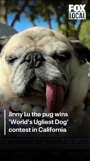 Meet Jinny Lu, the new World's Ugliest Dog