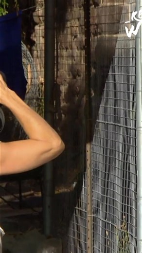 5.4K views · 68 reactions | These baboons are hungry, and they breed rapidly. People attract them with food, teaching the young to lose their fear of humans. It creates a cycle where they expect easy meals from people. #Baboons #Wildlife #AnimalBehavior #HumanImpact #Conservation | Real Wild | Facebook