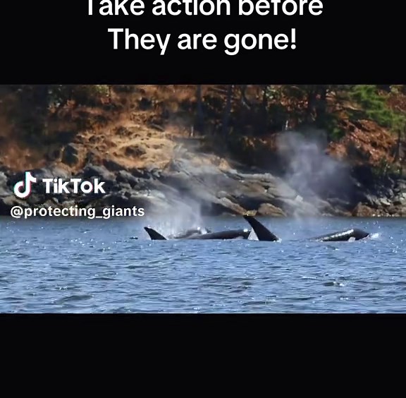 Act Now to Protect Endangered Orcas