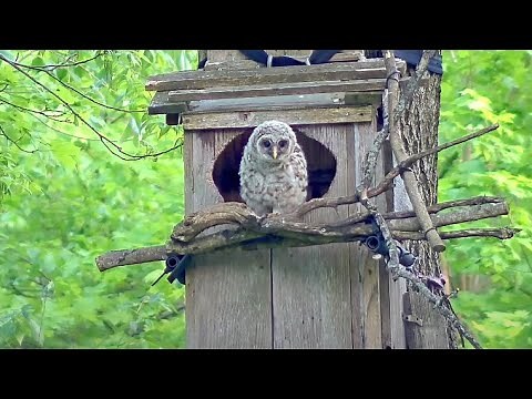 Moon Branches And Climbs Up Nesting Tree | WBU Barred Owl Cam – May 4, 2024