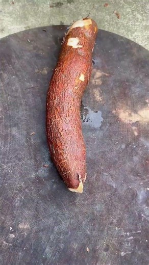 freshly picked#villagelife#farming#agriculture#planting #rurallife#enjoyrurallife#cuttingskills