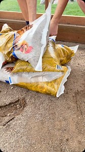 13K reactions · 877 shares | Run refresh with @premiumchickensand FINALLY a sand that is literally dust free! Sand in the run is amazing because: •It’s a natural dust bath •Great for grit in their gizzard •Keeps pests and smells away •Drains well and keeps feet healthy •Last longer than shavings, straw, wood chips etc. #chickenrun #premiumchickensand #backyardchickens #chickensofig | The Chicken School | Facebook