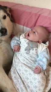 10M views · 10K reactions | This is why huskies and babies rule! | Milperthusky | Facebook