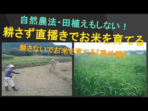 【田植えをしない、直播きの自然稲作】 不耕起の田んぼに種もみを蒔いて育てる 田植えもしない究極の自然農法！？ Natural farming, Rice farming
