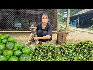 Girl, and dog harvest papaya truit and green vegetables to sell l Forest life ,bread
