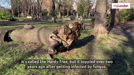 This peculiar tree in a London churchyard is surrounded by gravestones | MyLondon