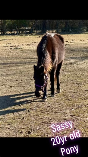 🐴✨ Meet Sassy ✨🐴 Don’t let her small size fool you — Sassy lives up to her name and absolutely rules the pasture 👑 This little pony may be tiny, but she’s full of personality and confidence. She knows what she wants, keeps everyone in line, and makes sure her presence is known. While she does have a soft spot for the men, treats are truly the way to her heart (and she won’t let you forget it 😉). Sassy is currently looking for her forever pasture, where she can continue being the boss while s