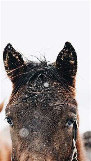 Make it a horsey holiday season with tours and events at horse farms & facilities across Central Kentucky 🐴 Book your visit online or by giving us a call at (859) 963-1004 📲 #VisitHorseCountry | Horse Country