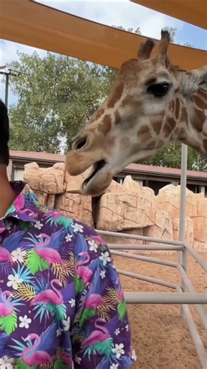 Wait for end 😍 #zoo #pets #giraffe
