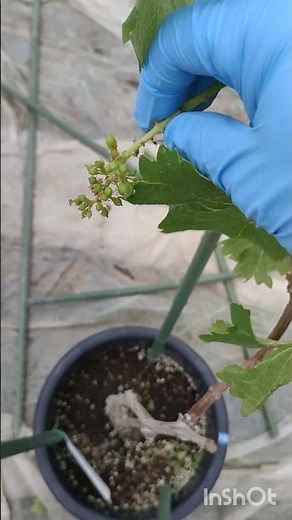 巨峰は鉢植えでも育ちます家庭菜園栽培一本吊り下げぶどう栽培やり方