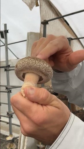 Most Amazing Shiitake Mushrooms in Japan