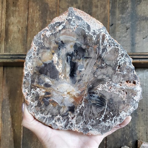 Petrified Wood Large Tree Trunk Slab Slice Display Crystal Decor | 1210 Grams - Etsy Australia