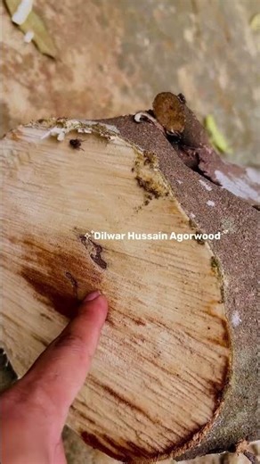 ঘুর্ণিঝড় দিয়ে আগরের চাঁদ গফের গাছ ভেঙেছে।