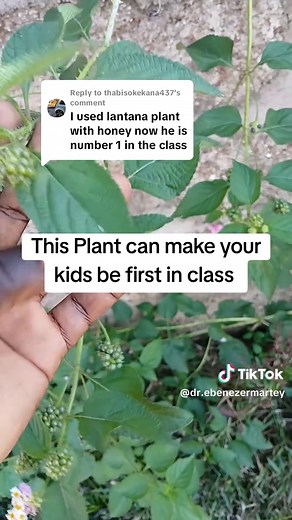 Improve Your Child's Memory with Lantana Kamara Leaves