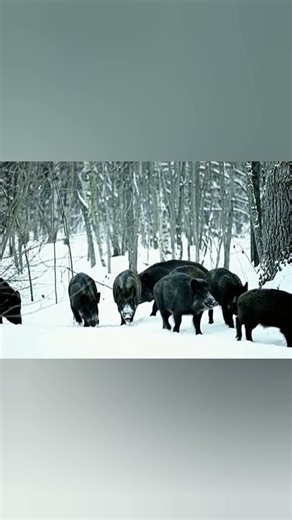 wild boars in Romania #huntingdog #pigfeed #animals #pig #nature