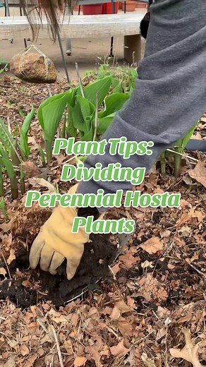 Plant Tips: Spring is a great time to do plant clean up in the garden and divide perennial plants like this hosta. Kristin shares how to divide her ‘Lady Isobel Barnett’ hosta plant and get the garden ready for the growing season 🍃🧚🏻‍♂️ #planttips #gardening101 #gardeningtips #spring #springgarden #hosta #plants #gardengatemagazine #gardentok #fyp #plantcare #springcleaning #springvibes #dividing #transplanting #springflowers