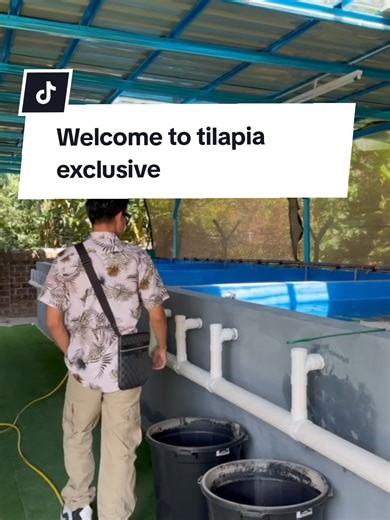 Explore the World of Tilapia Aquaculture