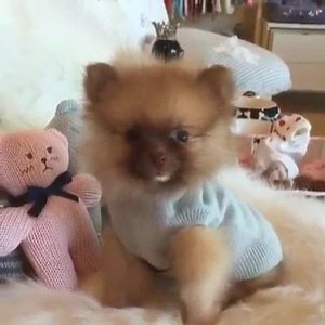 2.8K views · 192 reactions | Love our babies ❤ | Woof Woof Puppies & Boutique | Facebook