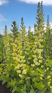 Baptisia ‘Lemon Meringue’. 💛 These perennials always amaze me. They grow fresh from the ground every year and make it up to a fairly large size in time to produce these huge blooms by mid May. They are said to like soil pH skewing neutral to slightly acidic, but they handle our high pH, alkaline soil really well! That makes me love them even more. 🥰 | Garden Answer