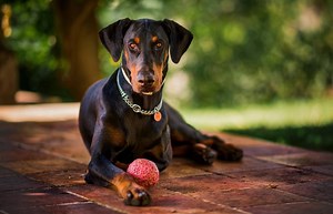 Guide to the Doberman Pinscher Dog Breed | LoveToKnow Pets