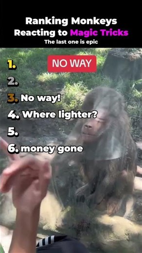 #41 Ranking Monkeys Reacting to Magic Tricks