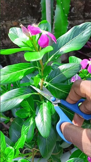 Sadabahar Plant Grow From Cuttings |#shorts #sadabaharplant #vinca #growcuttings #gardening