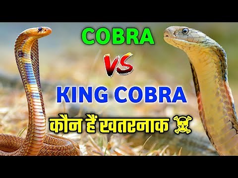 COBRA VS KING COBRA FIGHT , MOST DANGEROUS SNAKE , AMAZING FACTS