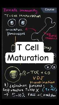 T Cell Maturation Explained | Development of Functional T Lymphocytes in the Thymus | Immunology