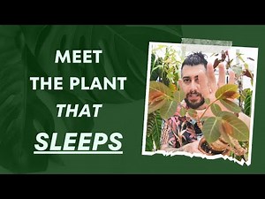 🌱 Phyllanthus Mirabilis: 5-Year Review 🌿 The Plant That Sleeps at Night