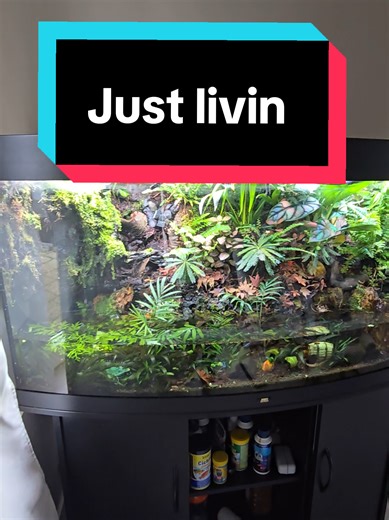 Exploring the Paludarium: A Home for Vampire Crabs