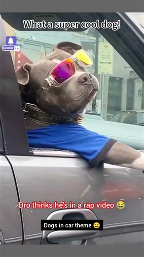 Funniest Dogs reaction ever caught on camera 😂 | Funny expressions, reactions, comedy & choas ever😍