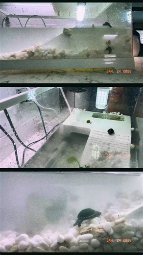 Discover Tiny Turtle Wonders