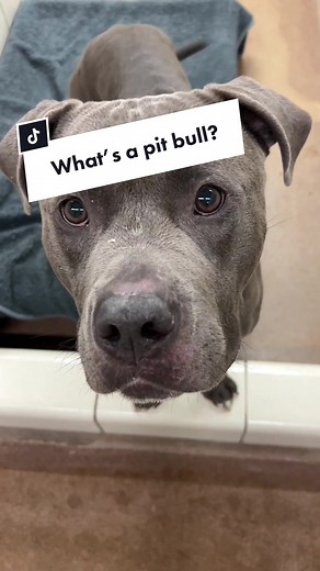 Understanding Pit Bulls: National Pit Bull Awareness Month Explained