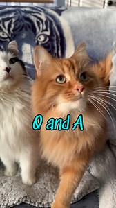 50K views · 7.9K reactions | We've gotten many new followers in the past couple of weeks and many of you have lots of questions regarding the cats! Here are answers to the most common ones. If you have any additional questions you'd like to have answers to, please post them in the comments and I will gather as many as possible for another Q and A video! | The Oreo Cat | Facebook