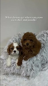 What Happens When You Cross a Cavalier & a Poodle? 🐶 Meet the Cavapoo! | Petland Pembroke Pines ✨