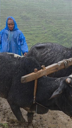 Heavy Rain Paddy Farming in the Himalayas | Oxen & Hand Rice Planting Like 100 Years Ago #heavyrain