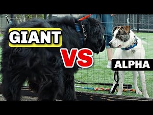 He Thought He Was the Alpha—Then a Newfoundland Showed Up