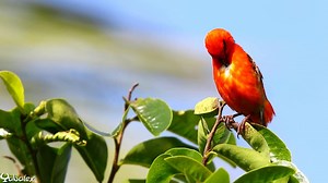🌿Besoin de verdure et de chants d'oiseaux ?🐦 👉 Aujourd'hui focus sur le Cardinal avec Yabalex Photographe | Réunion la 1ère