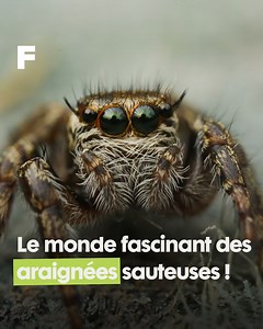 Découvrez les araignées sauteuses, de petits acrobates capables de charmer même les arachnophobes ! 🕷️ Grâce à leurs huit yeux et leurs bonds spectaculaires, elles traquent leurs proies sans utiliser de toile. Elles préfèrent guetter puis sauter avec une précision redoutable. On les trouve partout autour de nous : dans les jardins, sur les fenêtres, et parfois même à l’intérieur. 🔍 Avec plus de 5 000 espèces dans le monde, elles jouent un rôle essentiel dans le contrôle des insectes ! | Futura