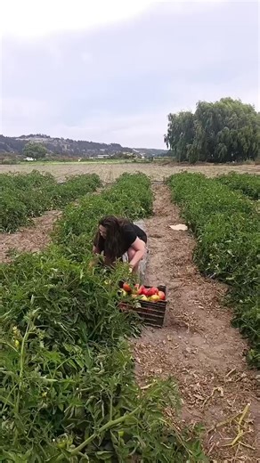 Cómo plantar tomates en hortalizas familiares