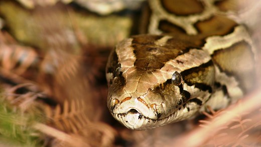 Cold weather arriving in Florida. Can invasive Burmese pythons survive?