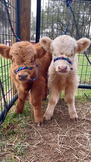 Funny and Cute Mini Cow Videos on TikTok