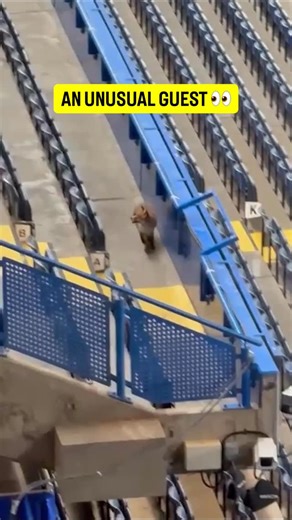 433 on Instagram: "A fox showed up before the Chelsea 🆚 Barcelona game at Stamford Bridge last night 🦊🧐 @primevideosport"
