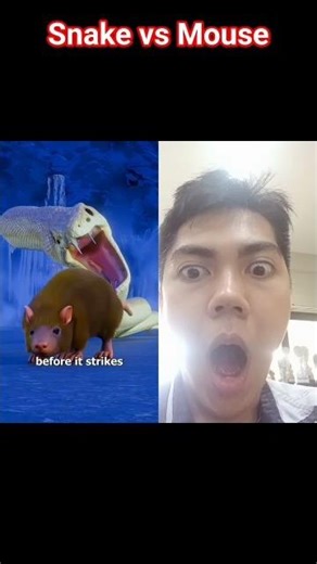 Snake vs Mouse ‪@zackdfilms‬